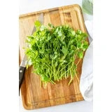 Cilantro