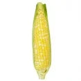 Fresh Sweet Corn on the Cob
