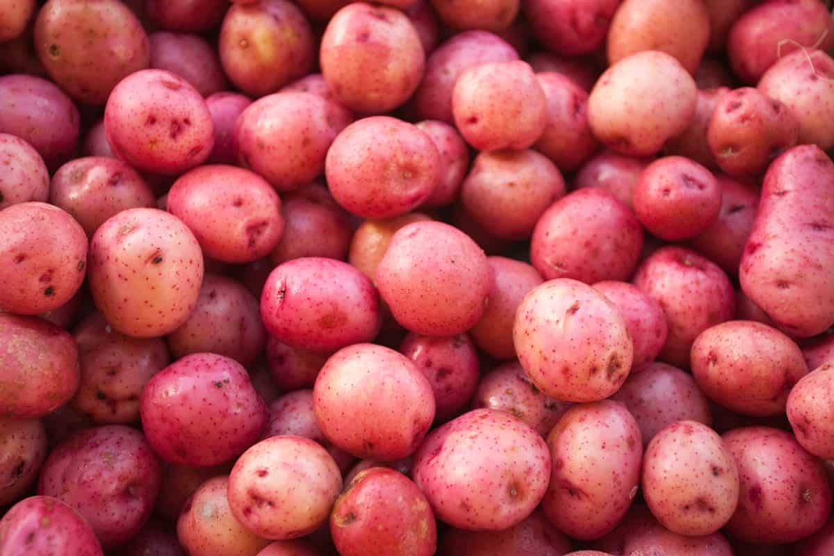 Red Potato