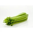 Fresh Celery Stalk
