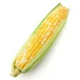 Fresh Sweet Corn on the Cob